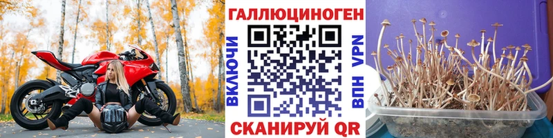 Купить  Семёнов  Галлюциногенные грибы Cubensis 